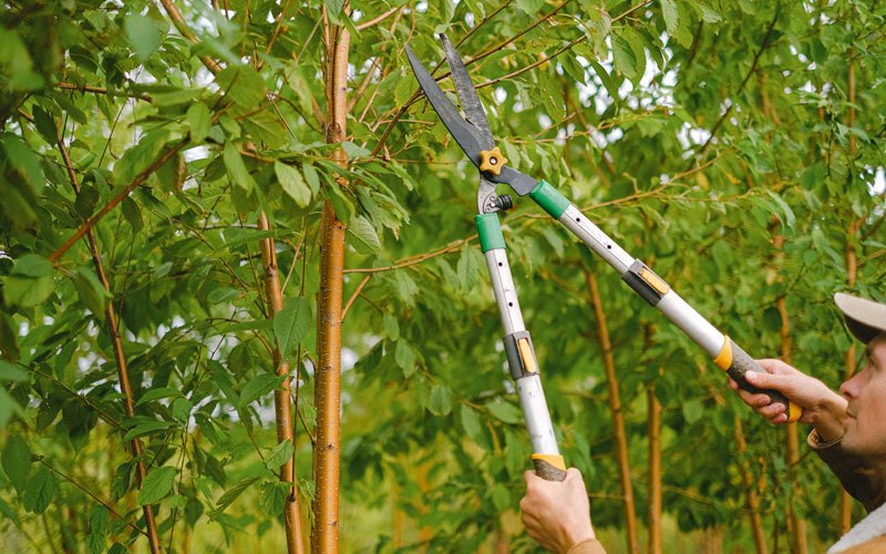 Tree trimming in Garden City, MI